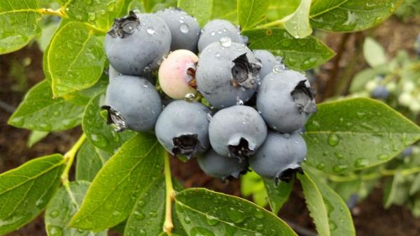 Blueberries at Adams Organic Blueberry Farm