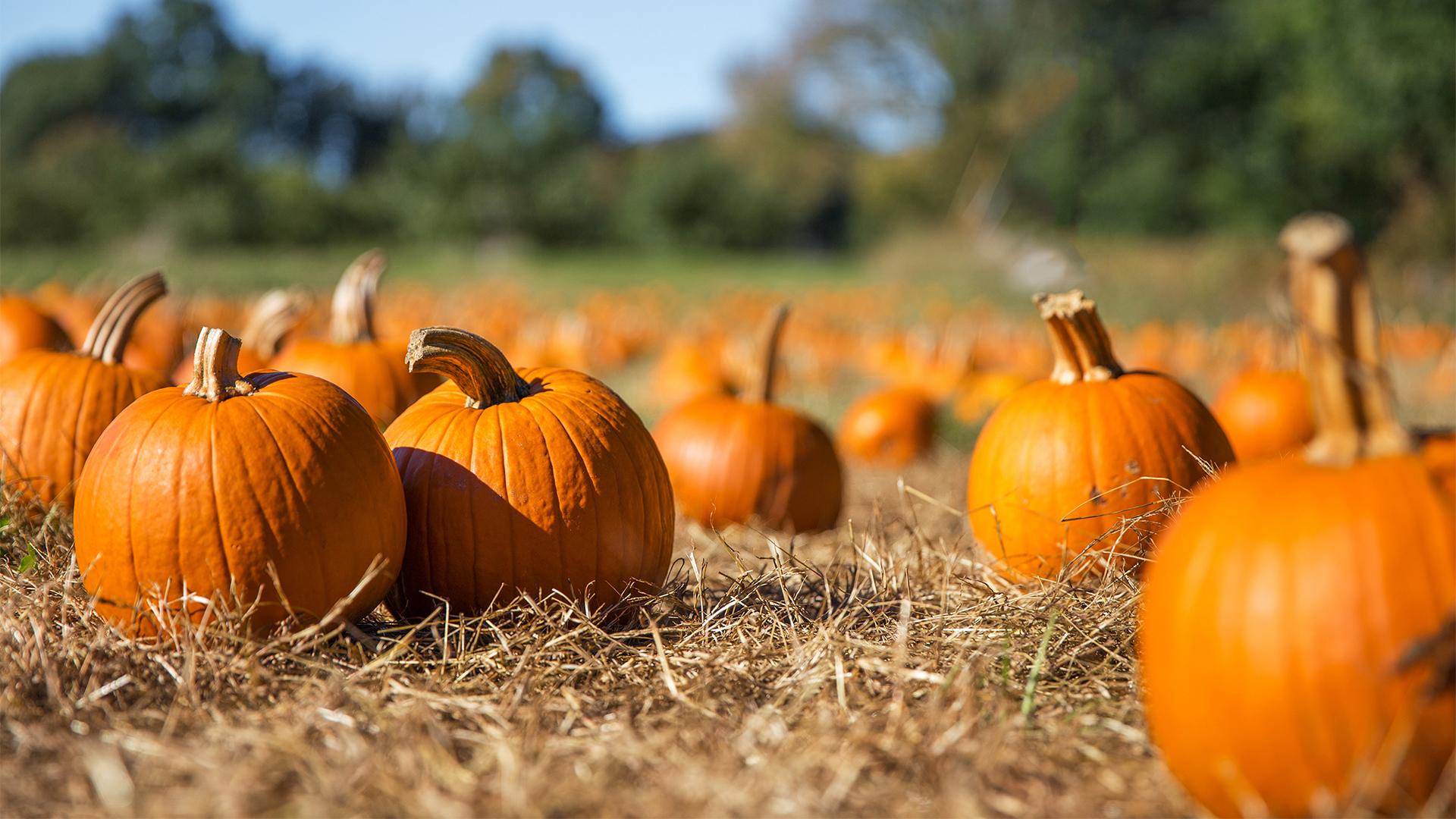 A sunny pumpkin patch filled with bright orange pumpkins scattered across dry grass. Trees in the blurred background create a warm, autumnal atmosphere