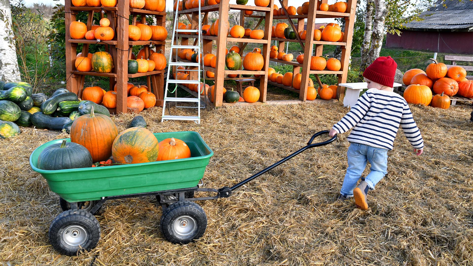A young child in a red hat and striped shirt pulls a green wagon filled with pumpkins. Shelves of pumpkins and hay create a festive autumn scene