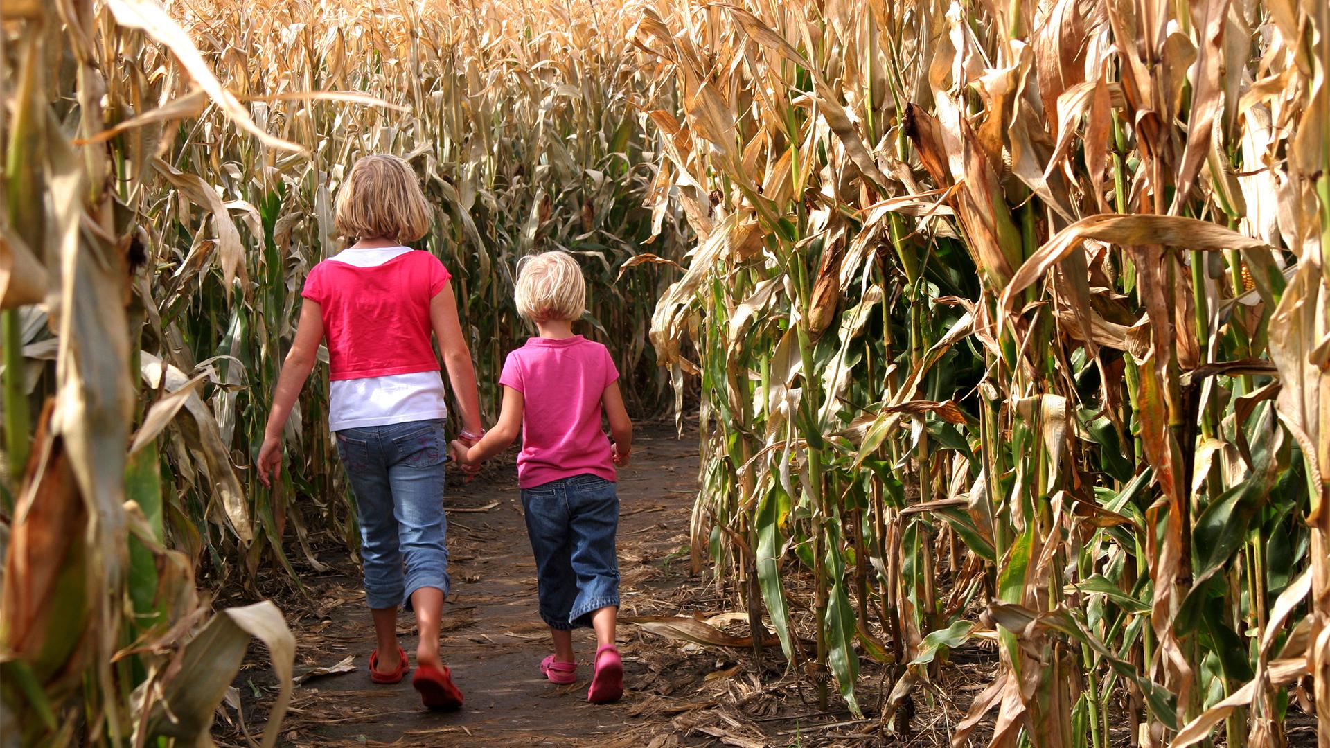 Two young children walk hand in hand through a corn maze. They