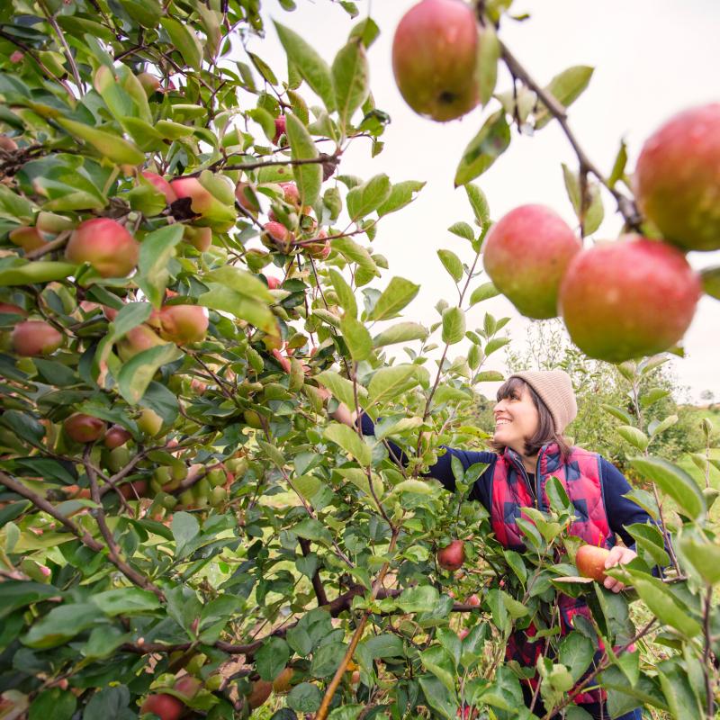 Women picking apples