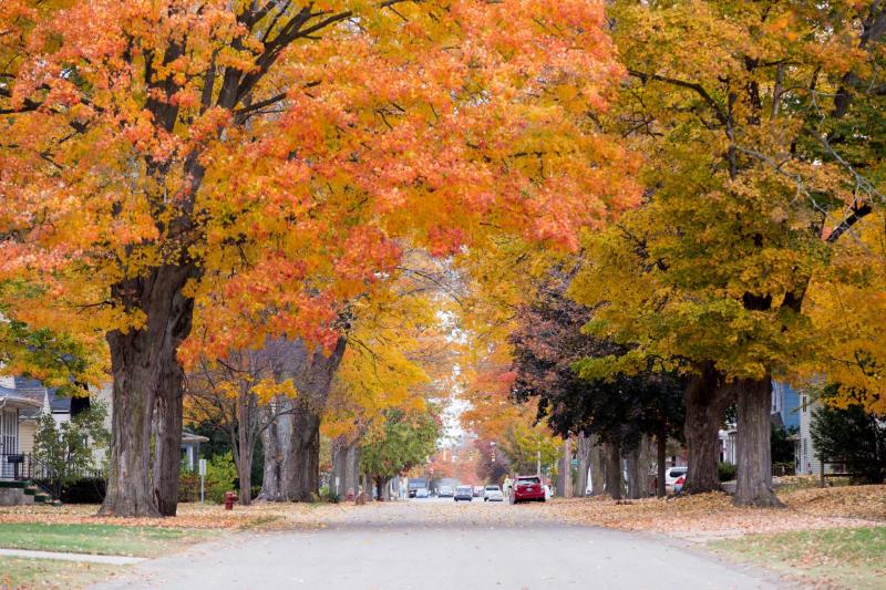 Streetview of bright orange fall colors