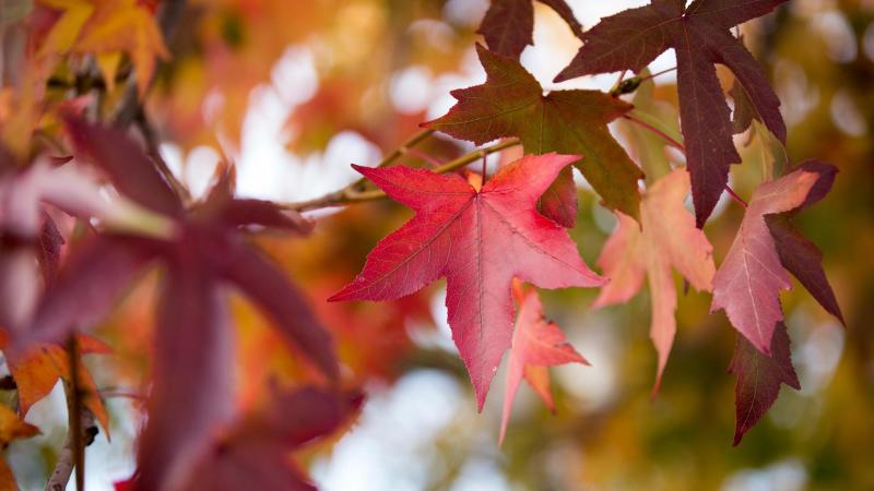 red maple leaves