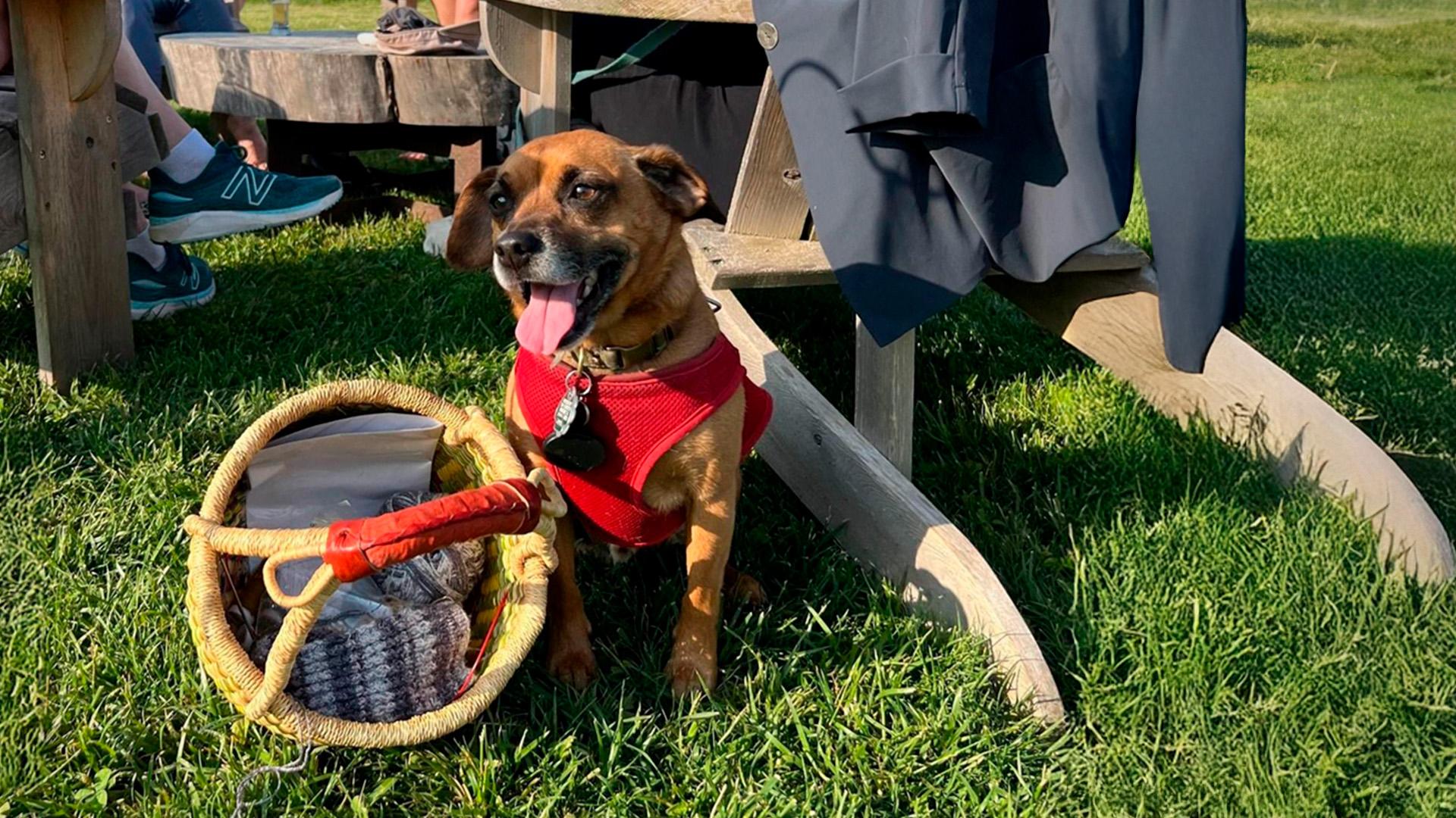 At River Saint Joe, a small brown dog in a red harness sits happily on the grass with its tongue out beside a woven basket, near wooden chairs and people’s feet.