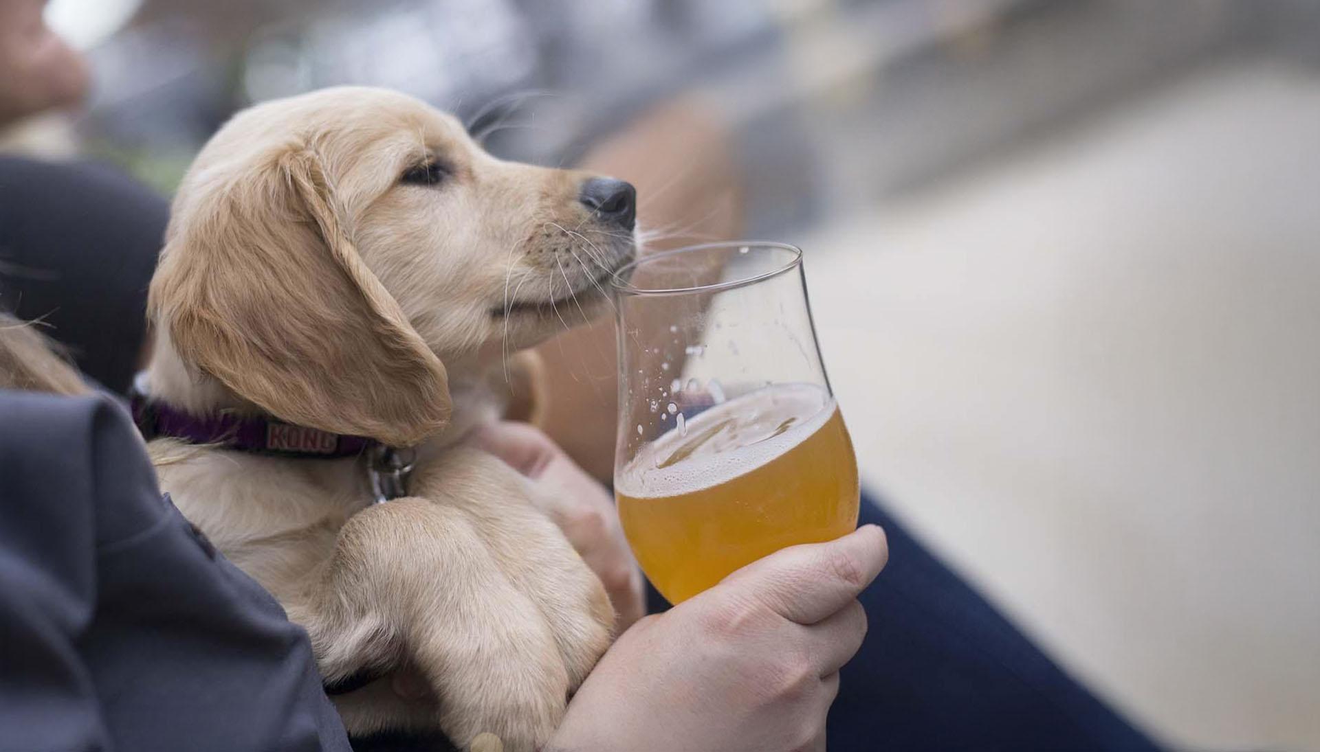 Person relaxing on The Livery’s outdoor patio with a beer in hand and a puppy resting on their lap.