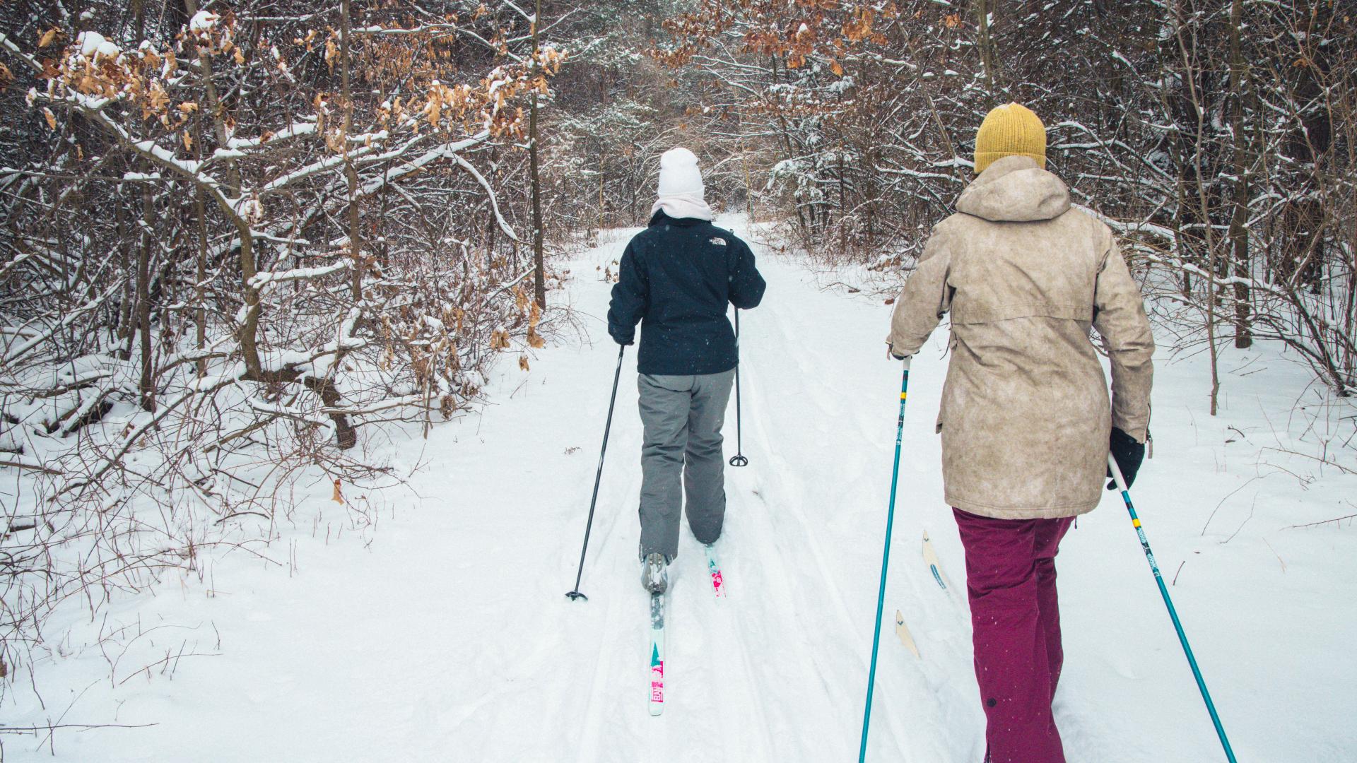 Cross country skiers make their way through a quiet forest path.