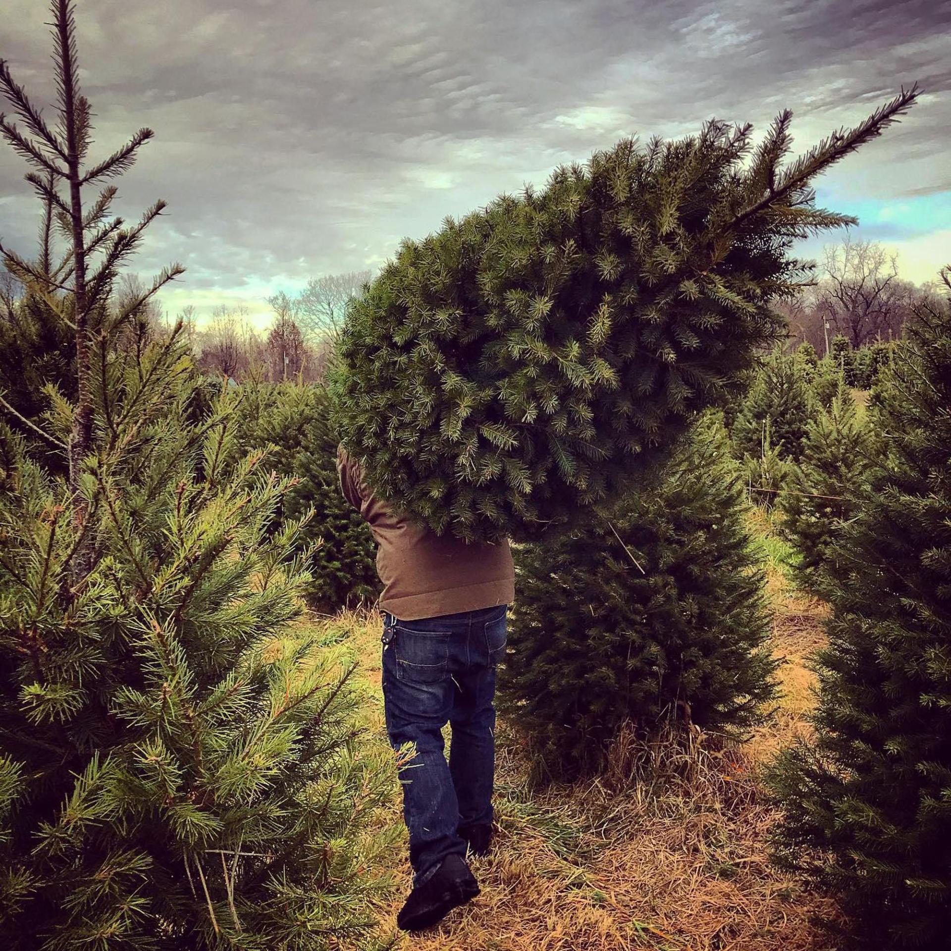 A person carrying a christmas tree.