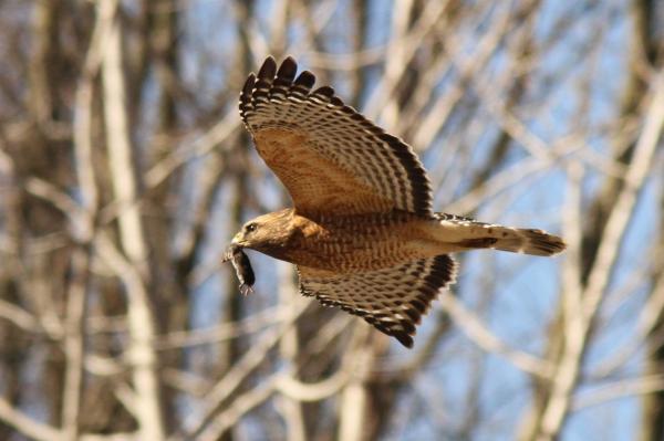 Red shouldered hawk 