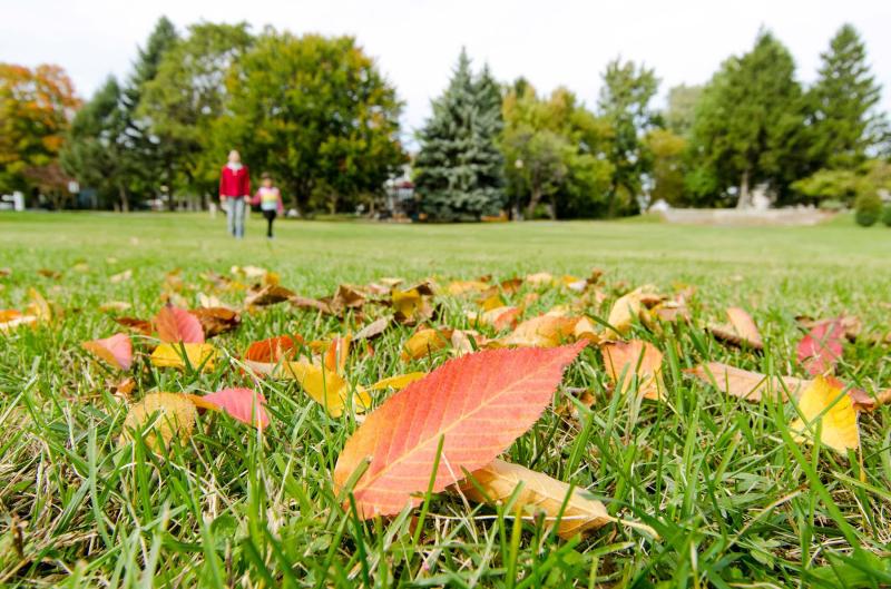 Fall Leaves at Milton Park